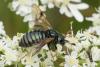 327891 – Photo : Pascale Guinchard – France (25)